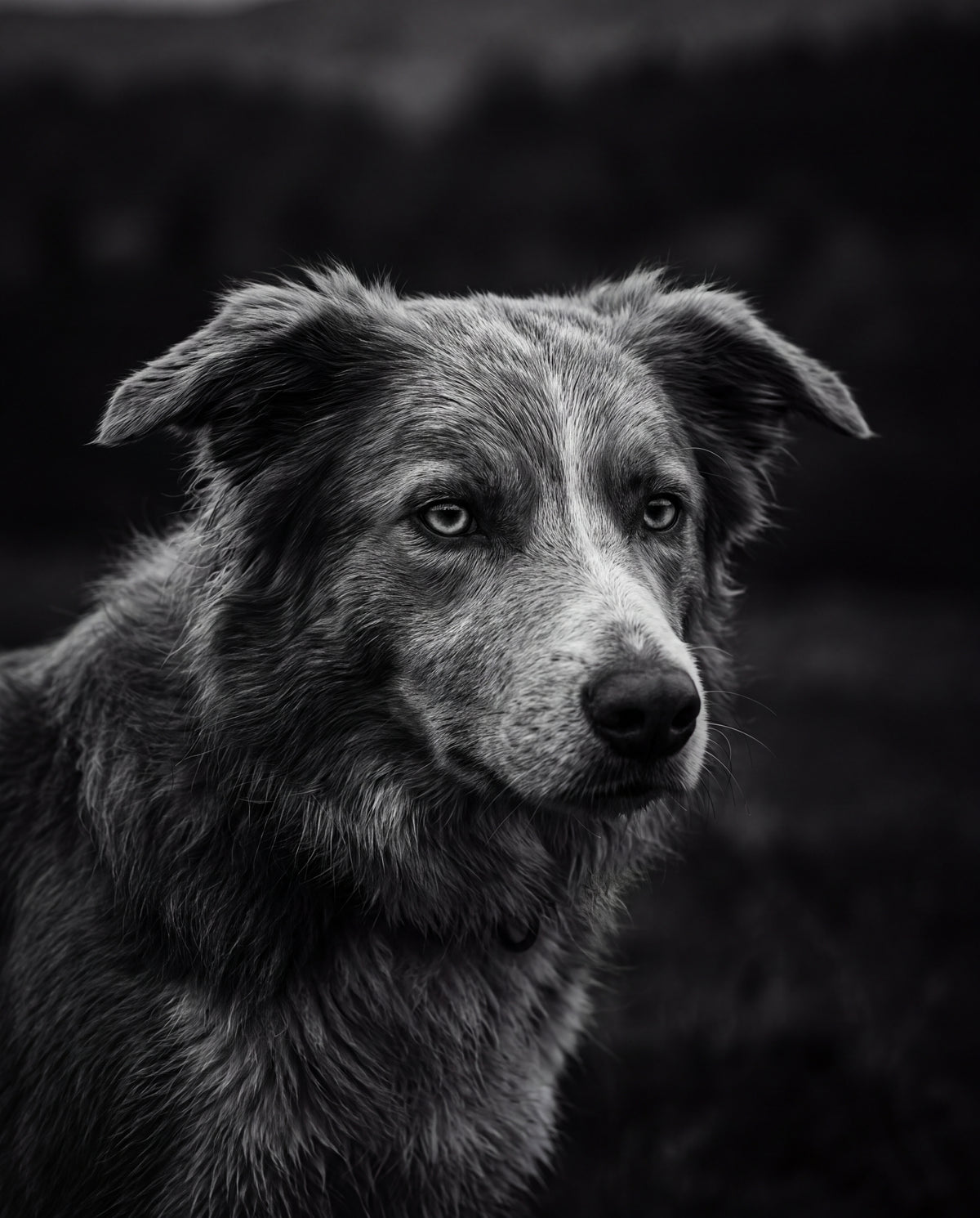 Border collie i svartvitt