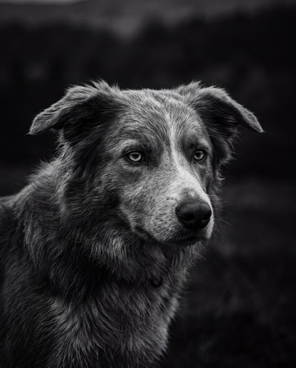 Border collie i svartvitt