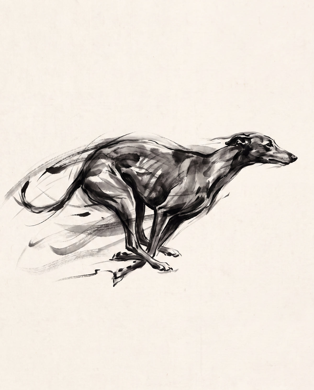 Greyhound i full fart