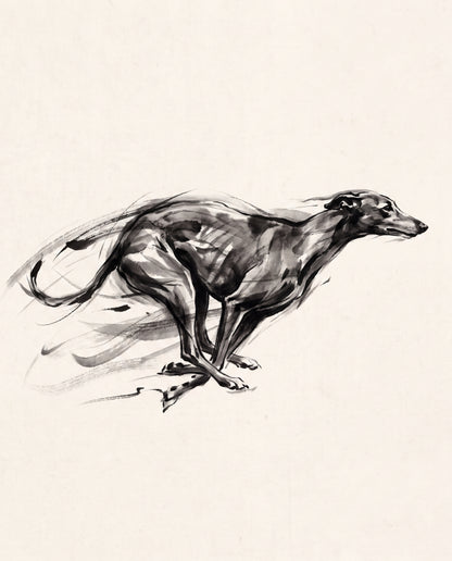 Greyhound i full fart