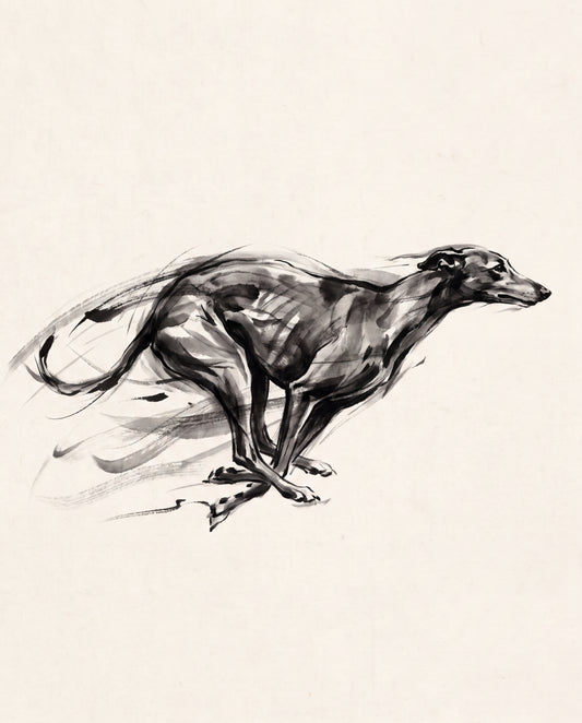 Greyhound i full fart