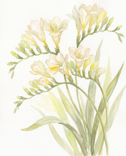 Freesia i akvarell