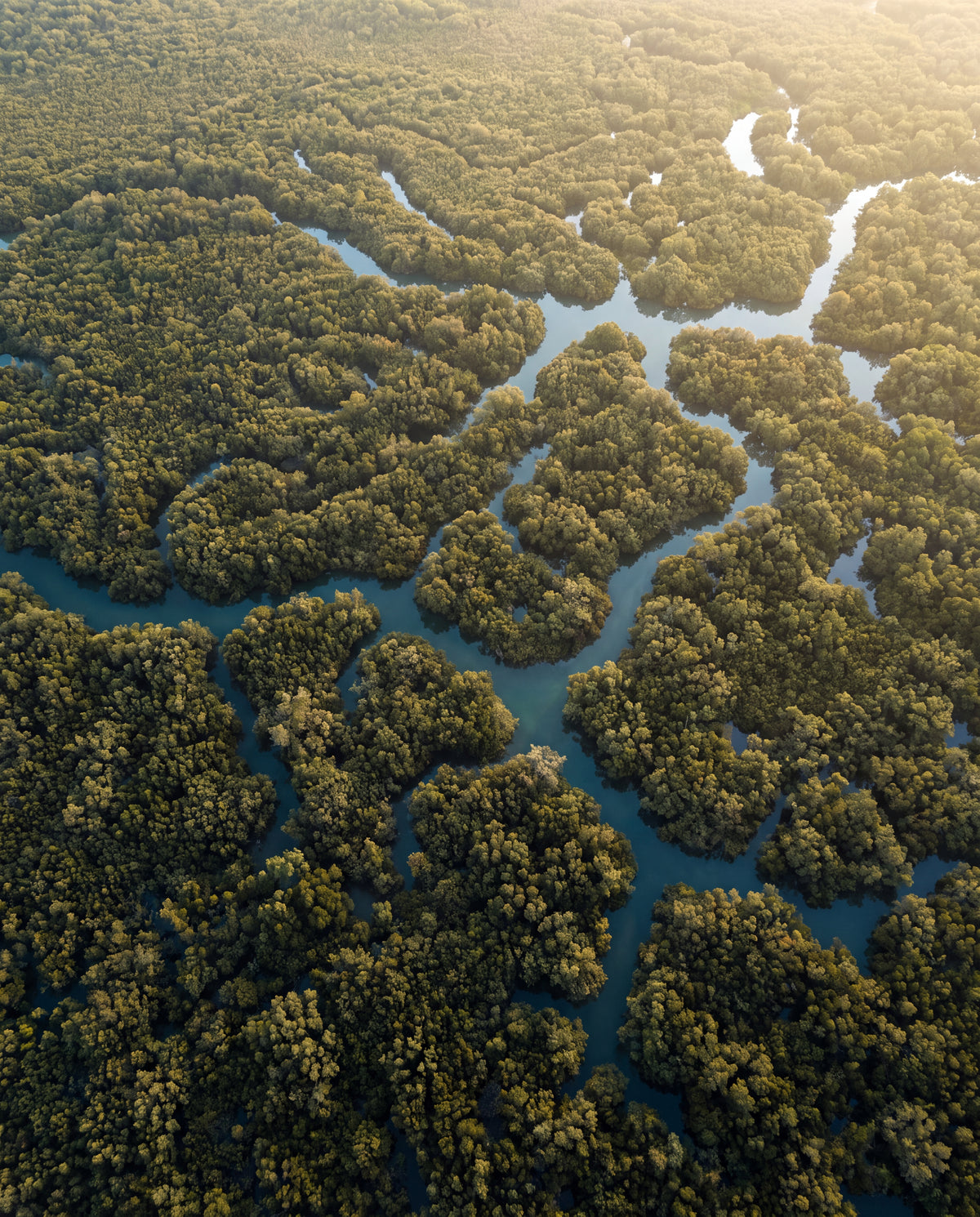 Mangroveskog från ovan