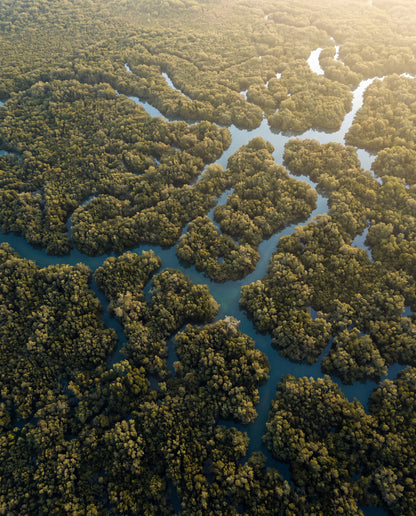 Mangroveskog från ovan