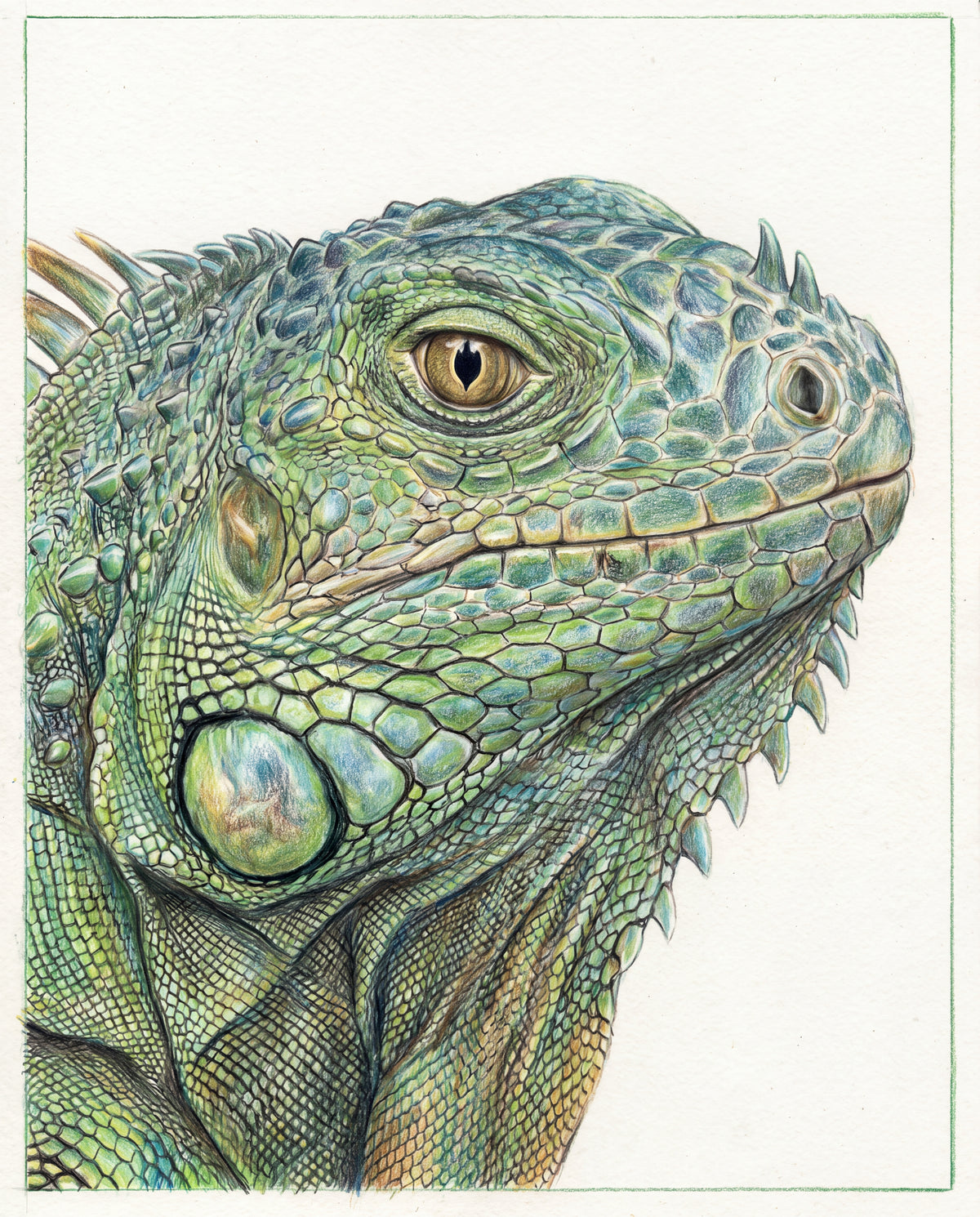 Grön leguan i färgpenna