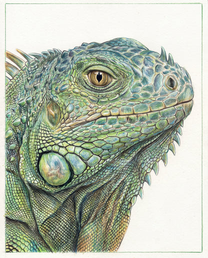 Grön leguan i färgpenna