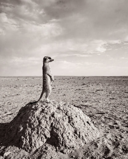 Surikat på vakt