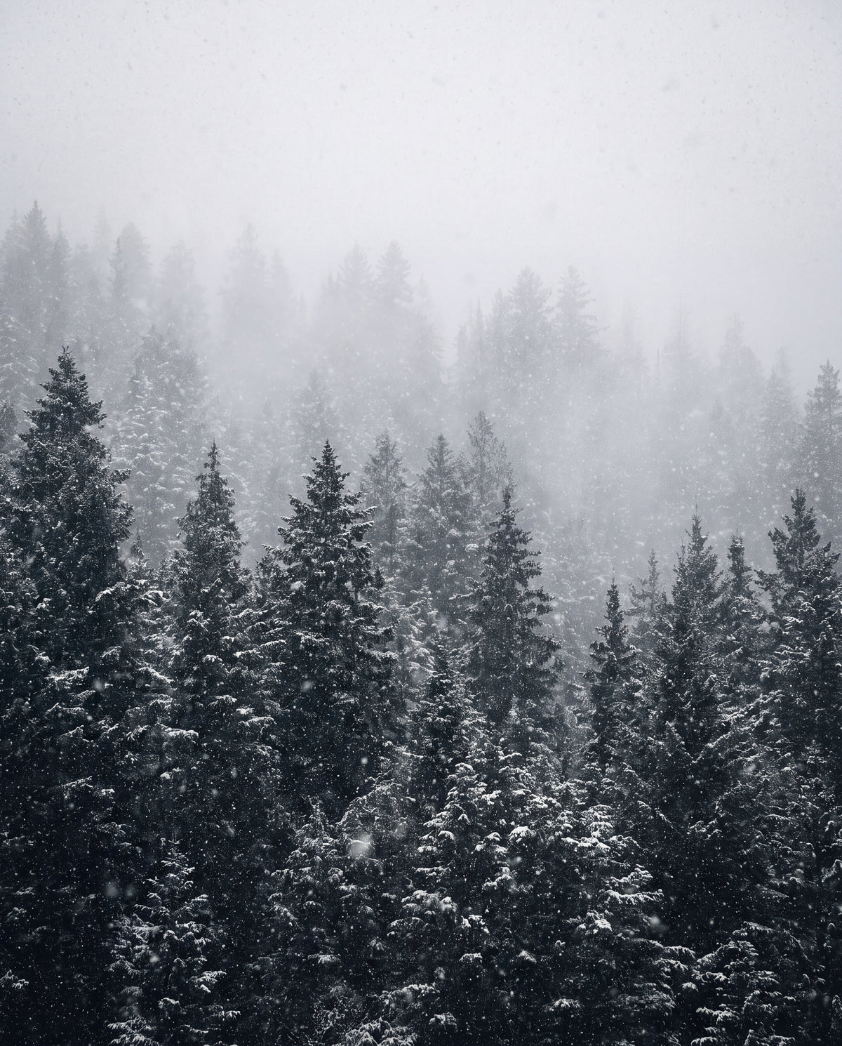 Tallskog i snöfall
