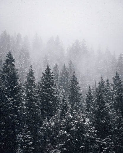 Tallskog i snöfall