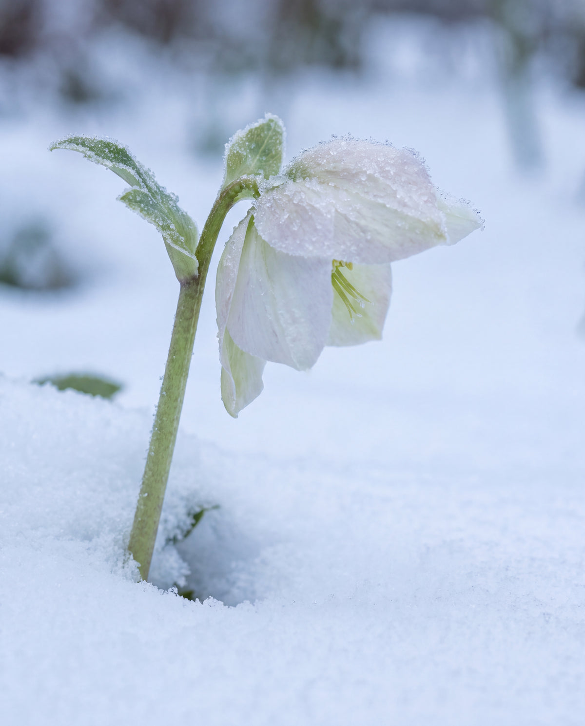 Julros i nysnö