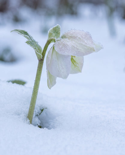 Julros i nysnö