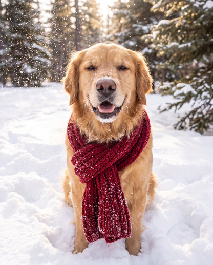 Golden i snö med röd halsduk