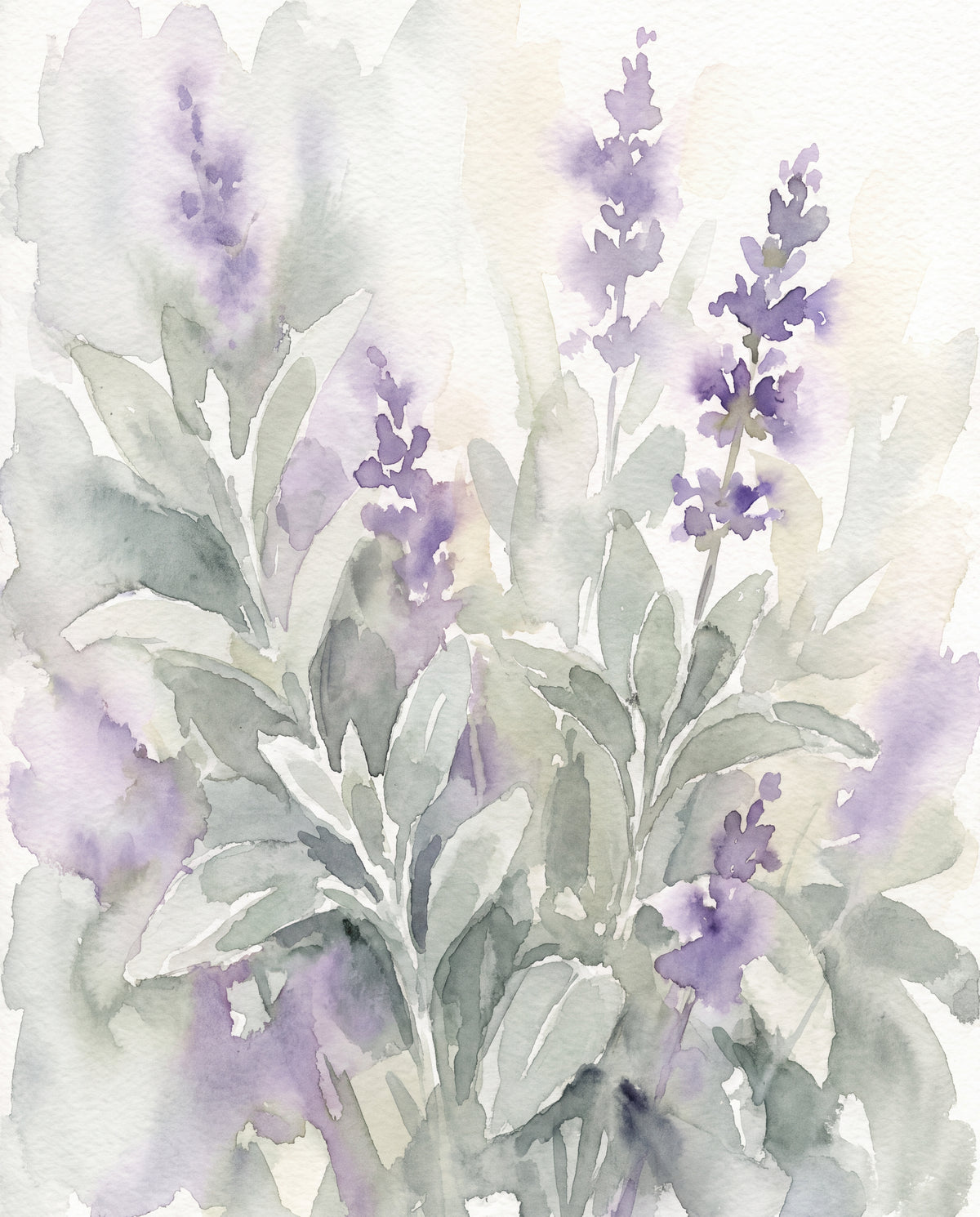 Salvia i akvarell