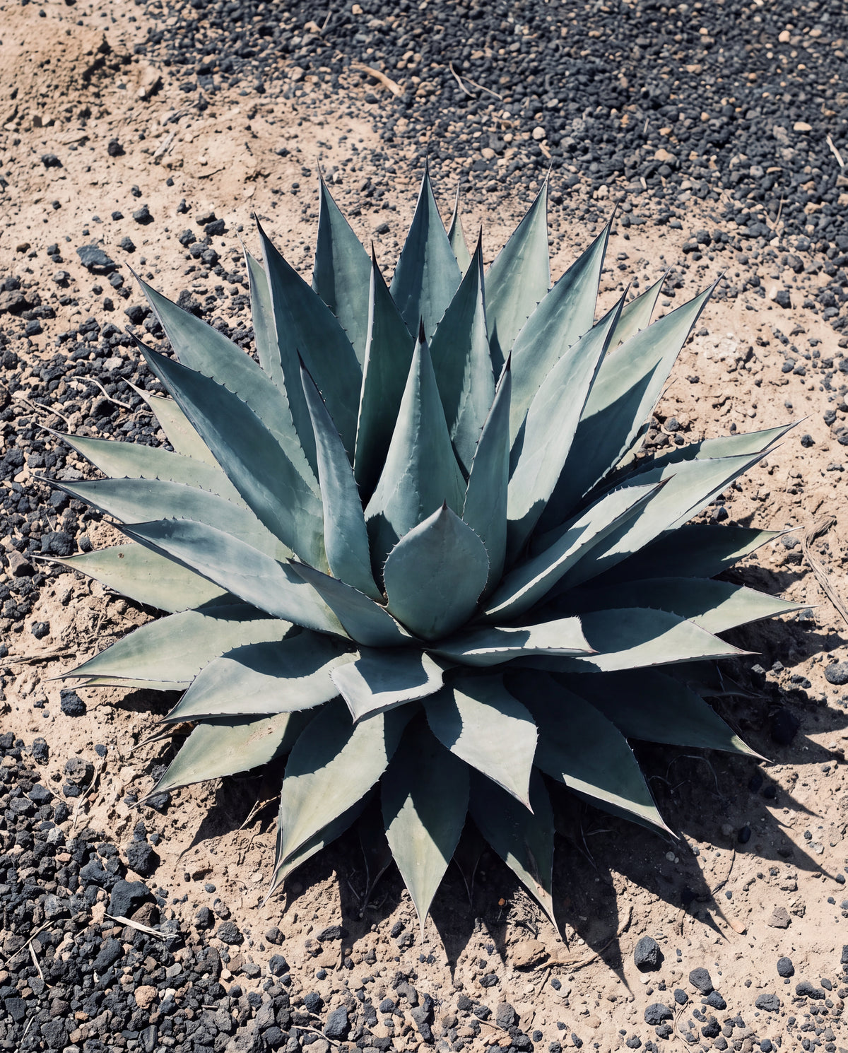 Blå agave i ökensol