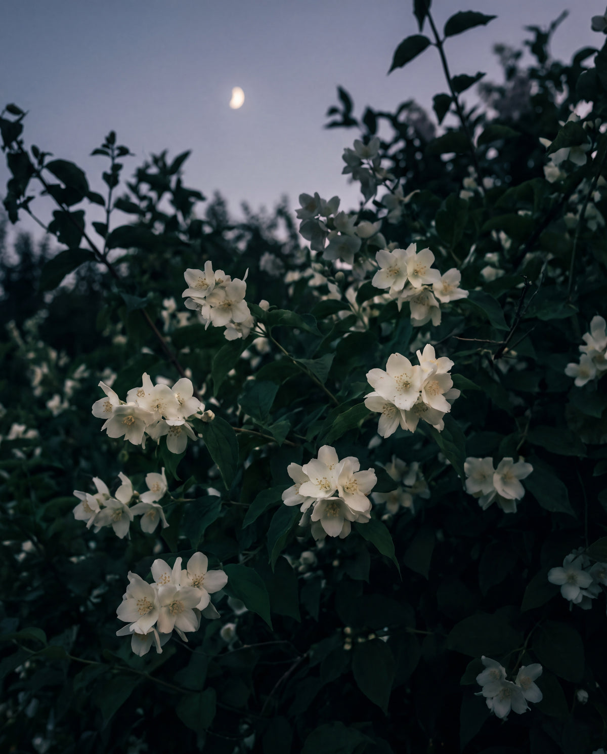 Jasmin i skymning