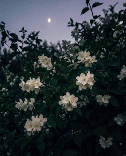 Jasmin i skymning