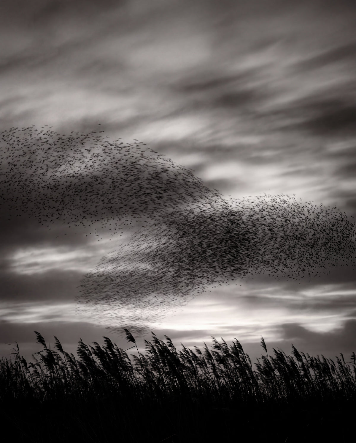 Starflock i skymning