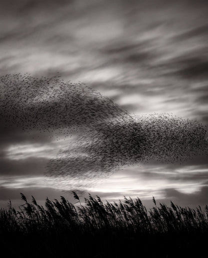 Starflock i skymning