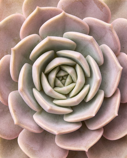 Suckulentrosett i pastell