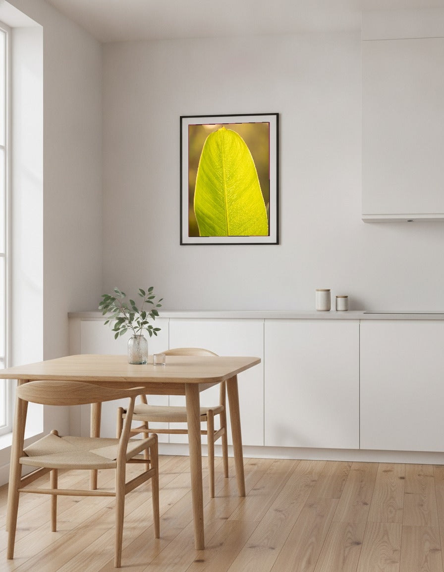 Bananblad i motljus i köket