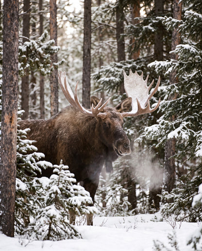 Älg i snöskog