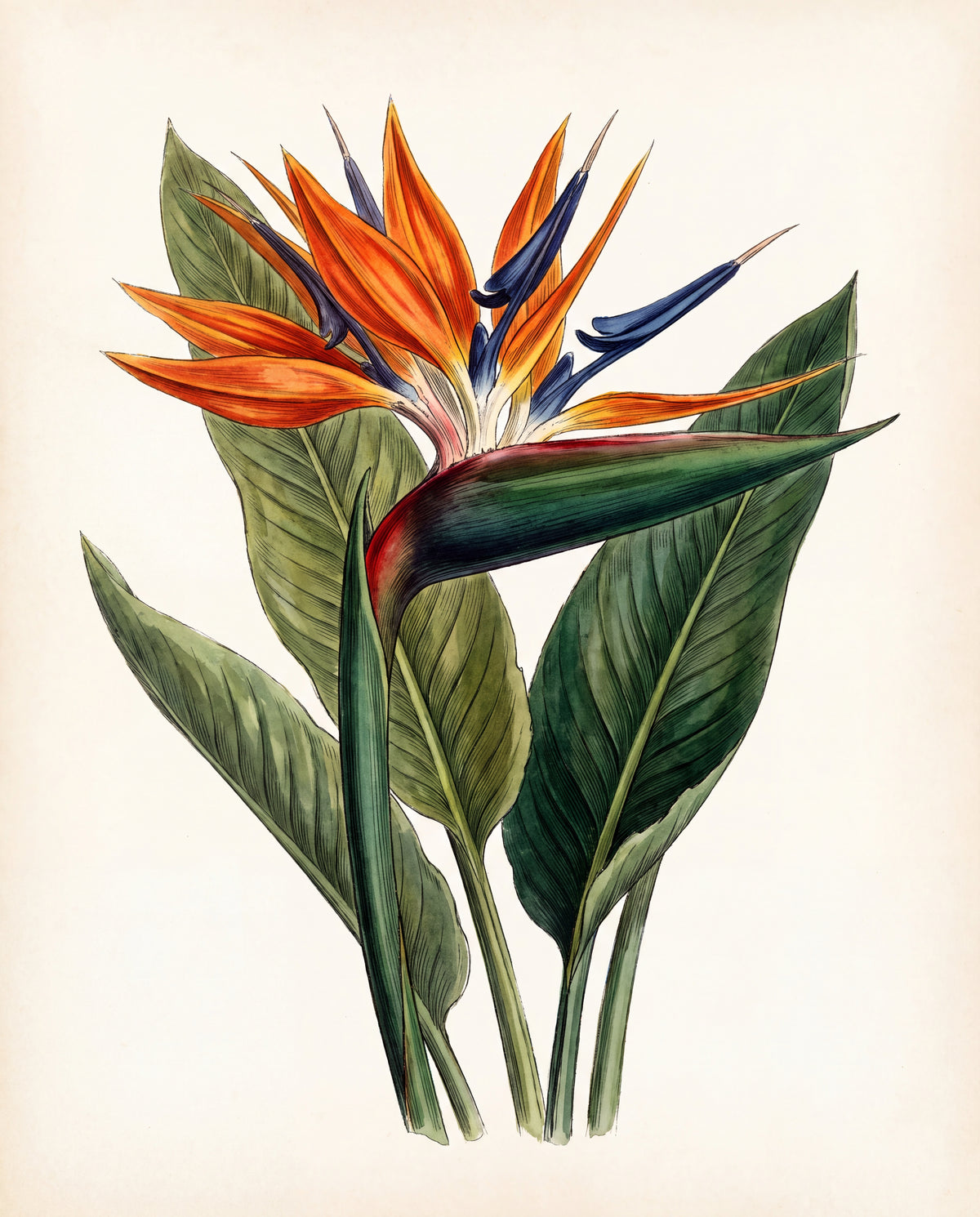Paradisblomma – botanisk