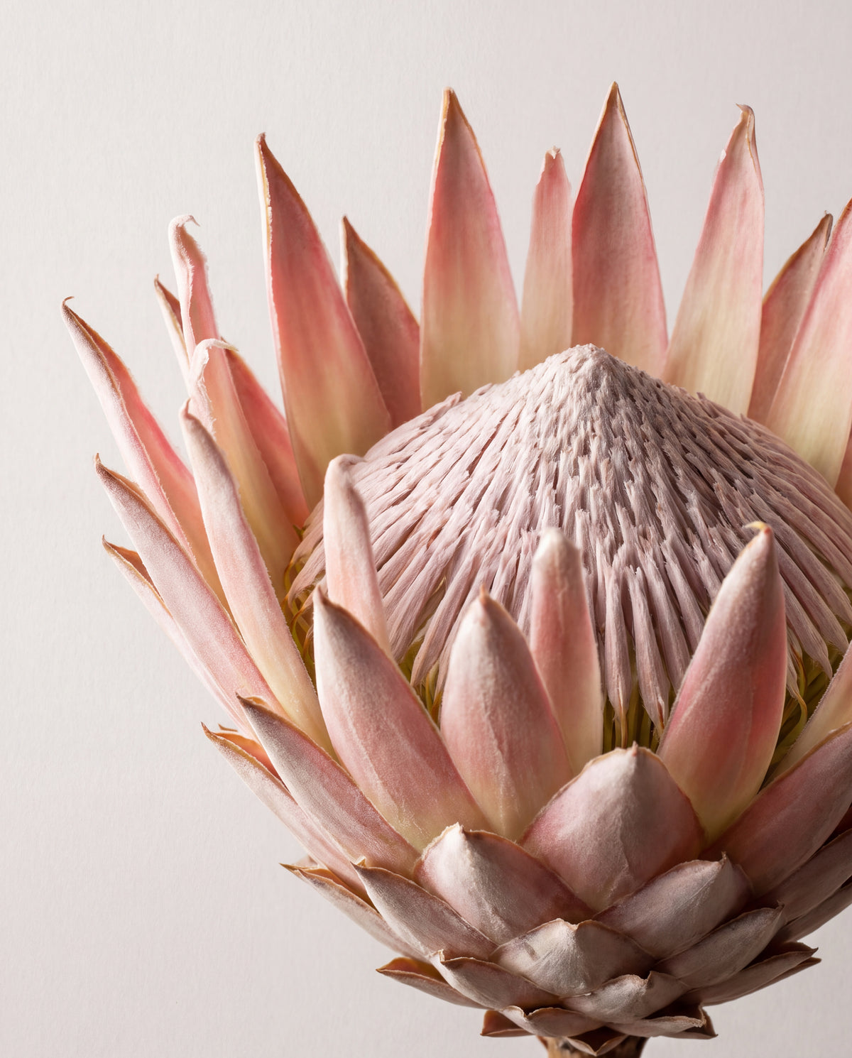 Protea i rosé och brons