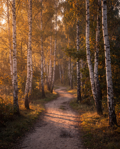 Soluppgång i björkskog