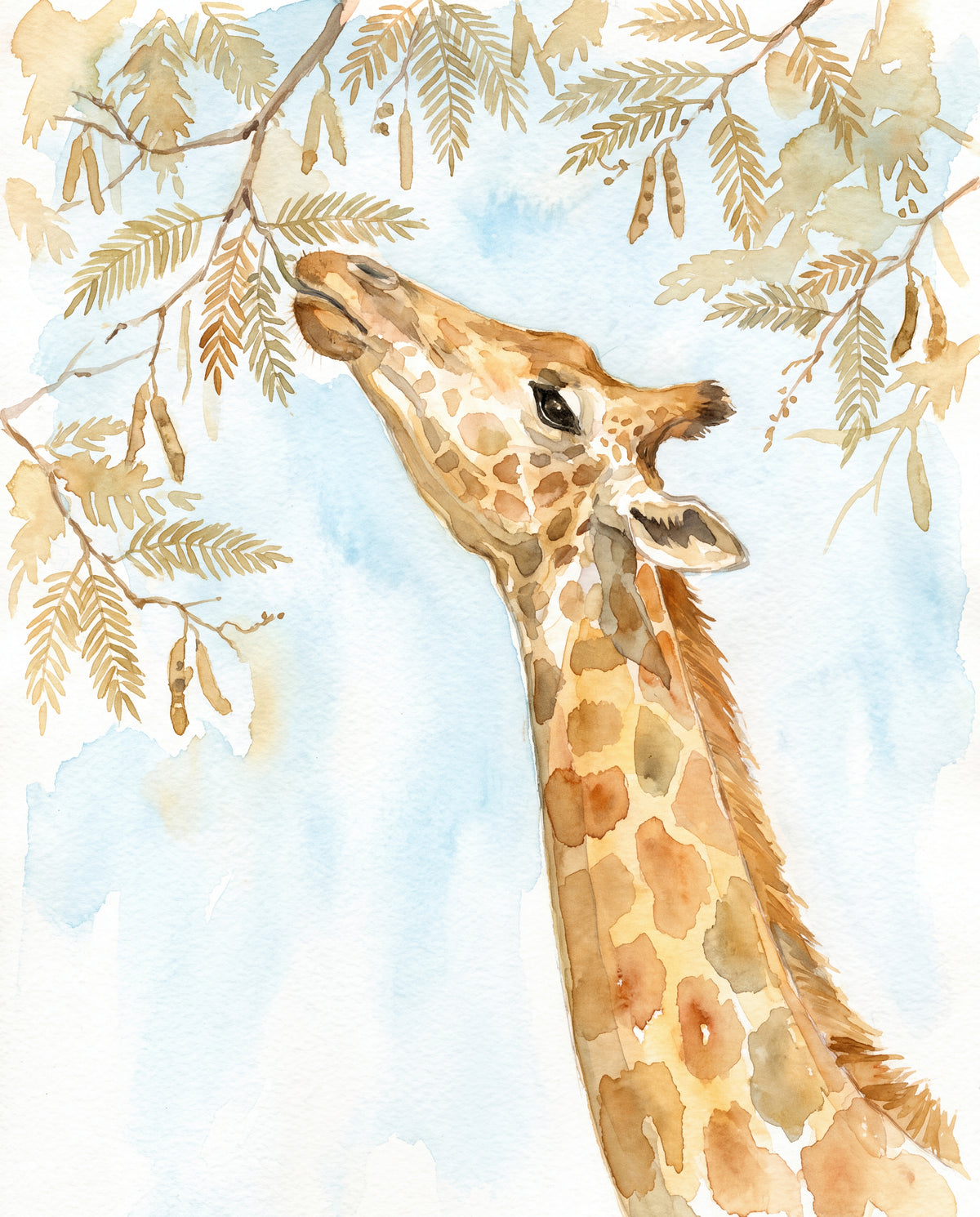 Giraff i akaciaträdet