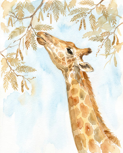Giraff i akaciaträdet