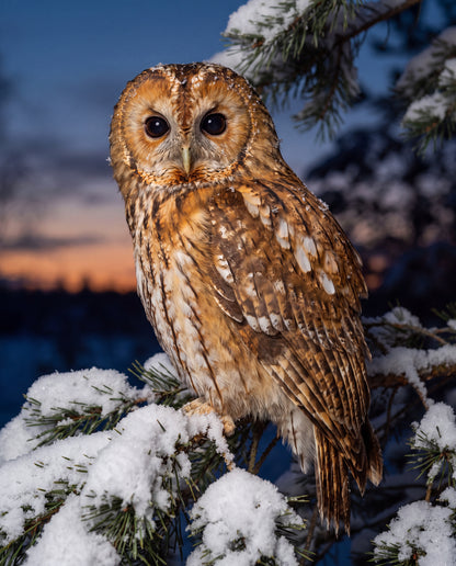Kattuggla på snögren