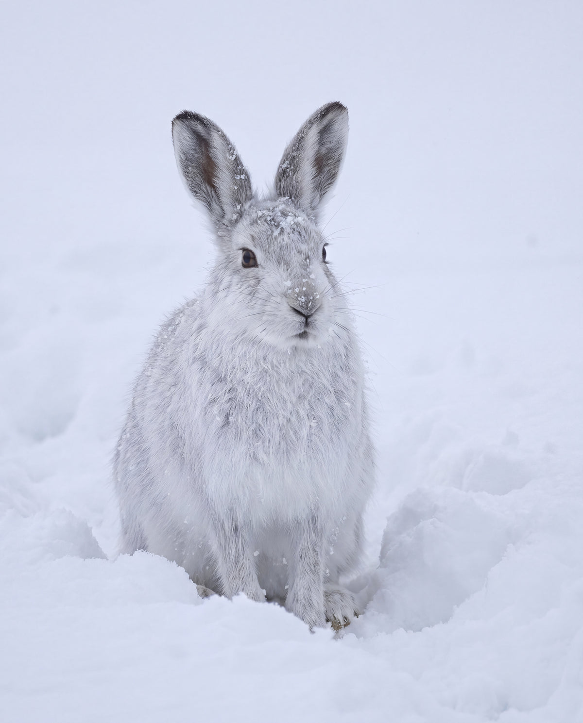 Fjällhare i snö