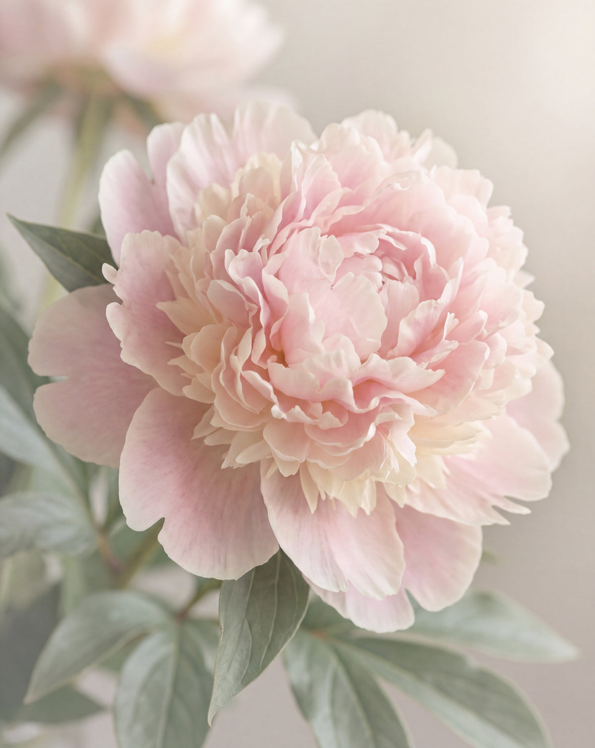 Rosa pion i morgonljus