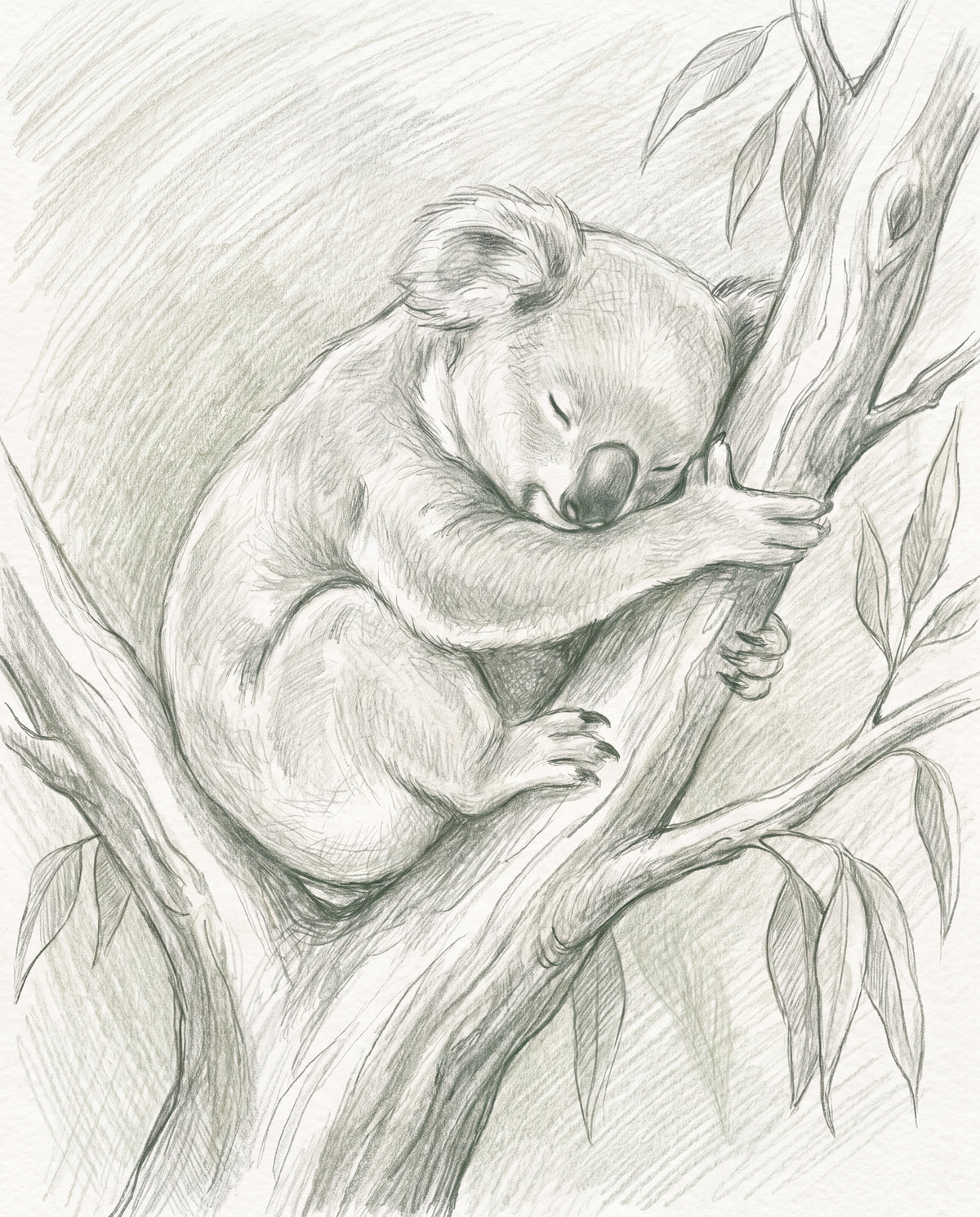 Sovande koala – blyertsteckning