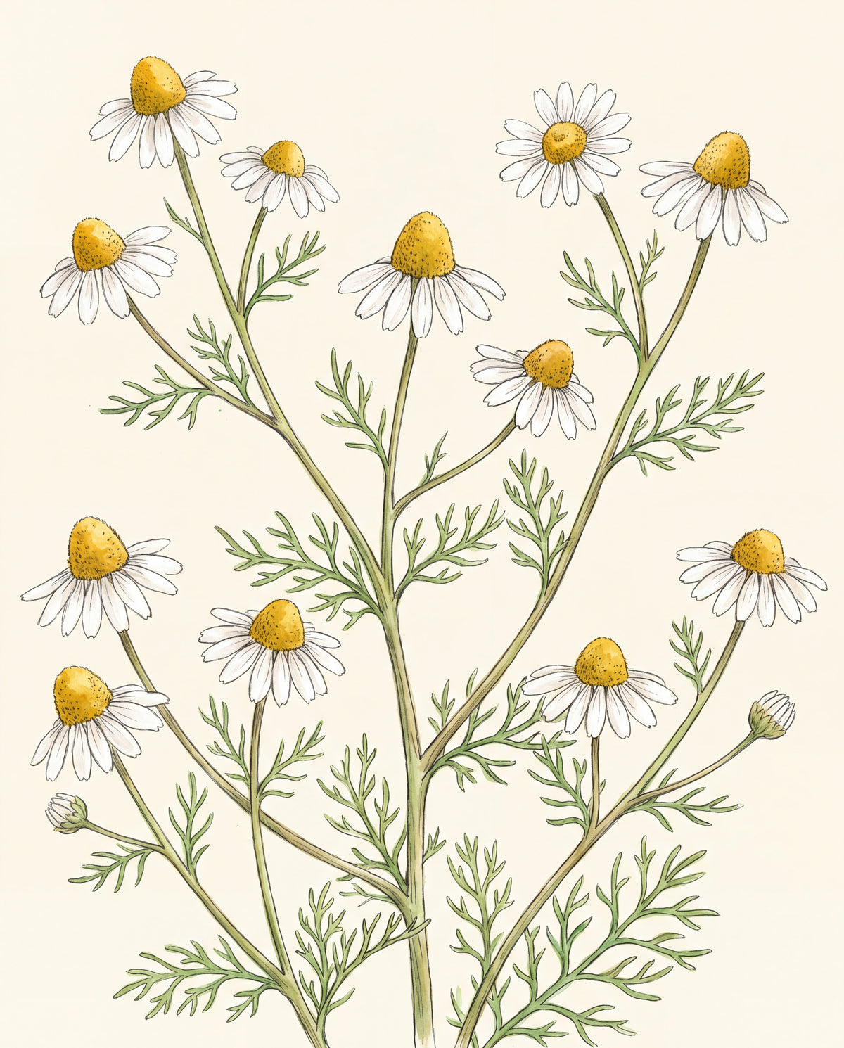 Kamomill – botanisk illustration