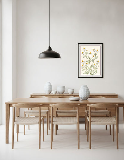 Kamomill – botanisk illustration i matsalen
