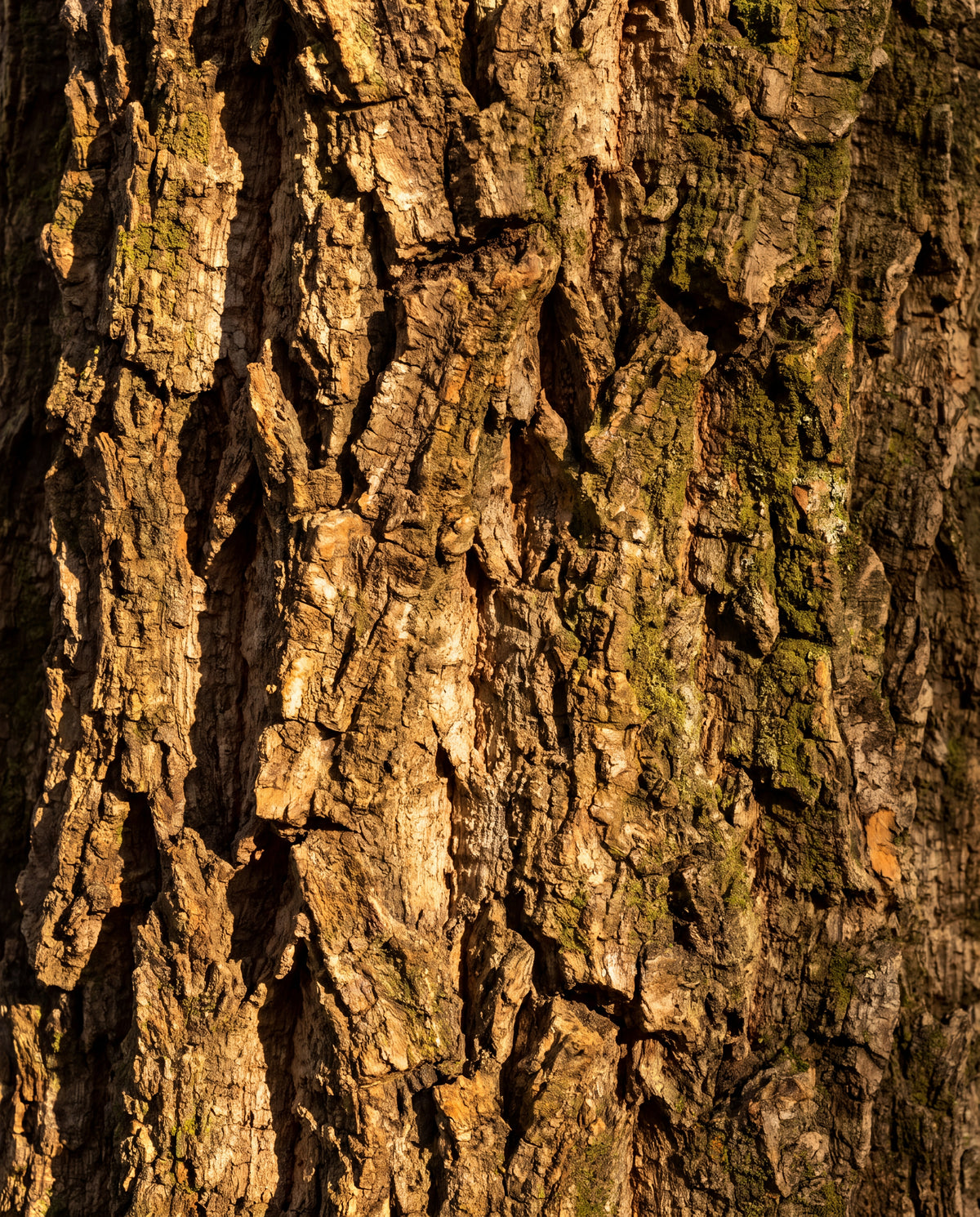 Korkekens bark i makro