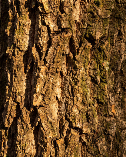 Korkekens bark i makro