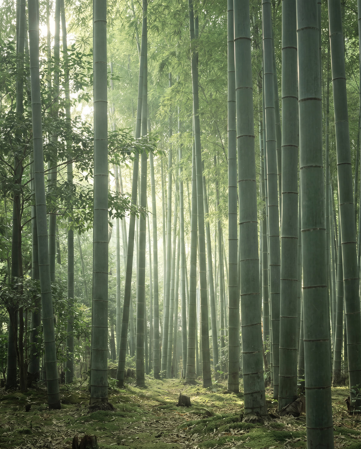 Bambuskog i morgonljus