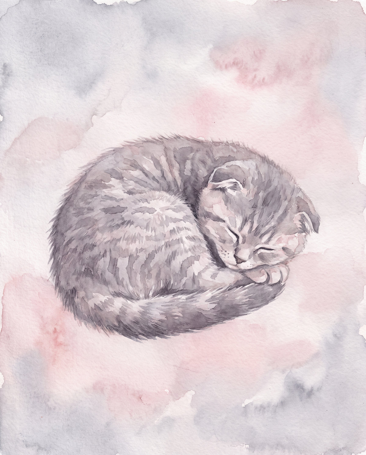 Sovande scottish fold-kattunge