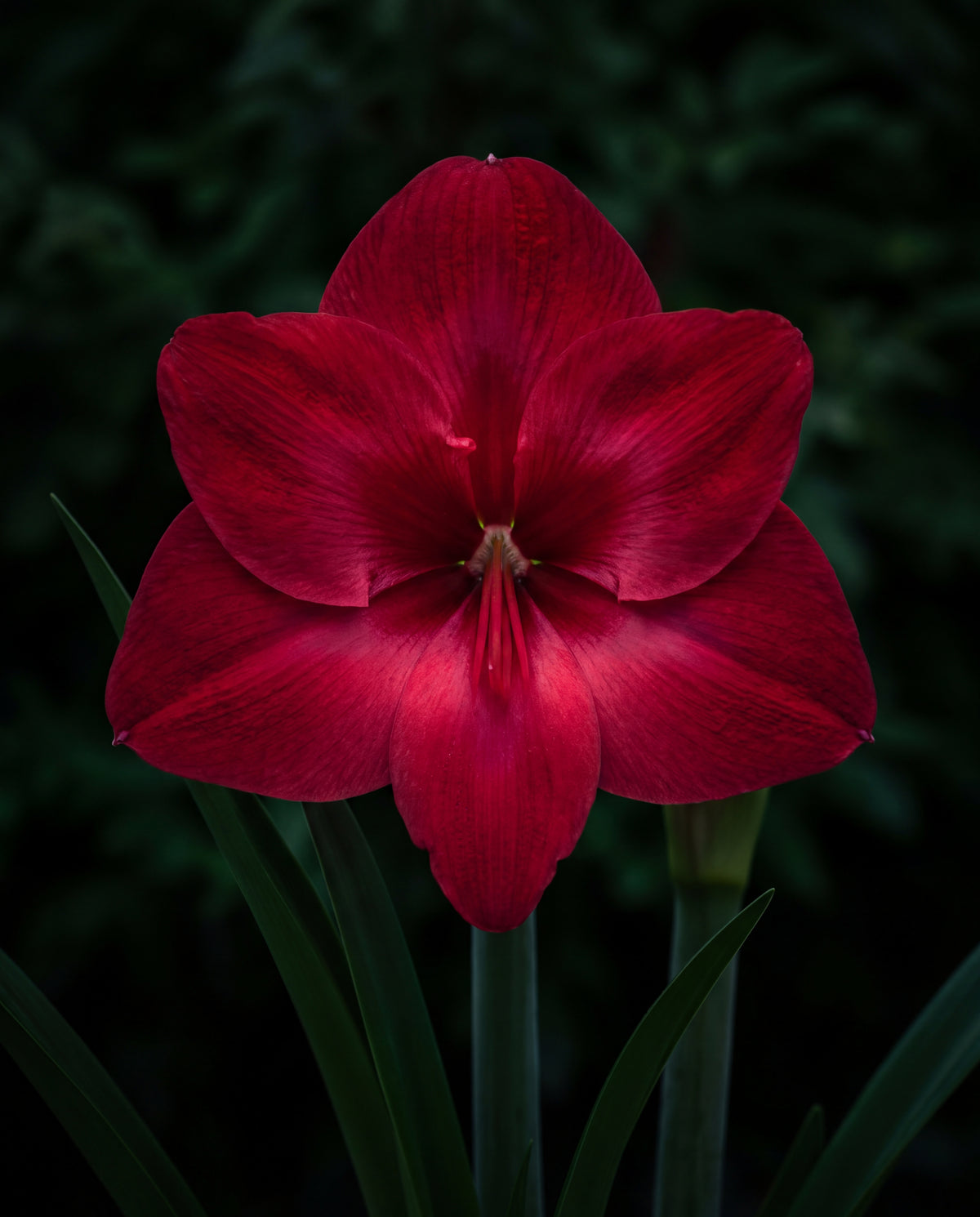 Röd amaryllis mot mörk bakgrund