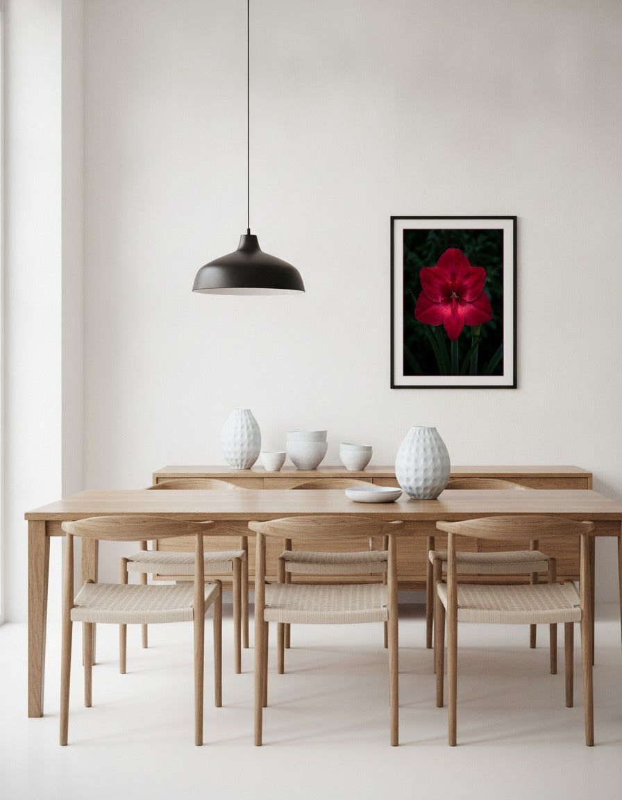 Röd amaryllis mot mörk bakgrund i matsalen