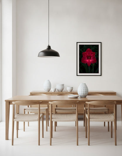 Röd amaryllis mot mörk bakgrund i matsalen