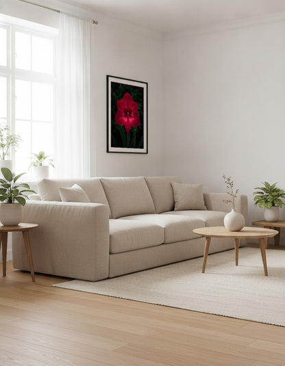 Röd amaryllis mot mörk bakgrund i vardagsrummet