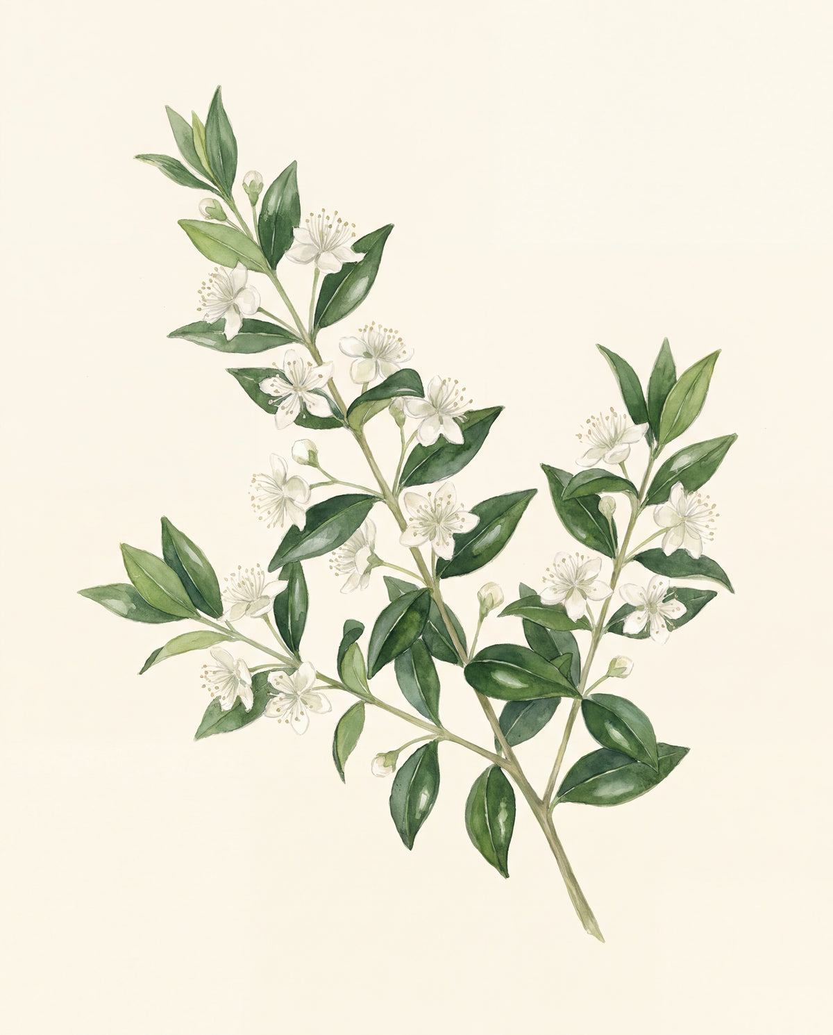 Myrtenkvist med vita blommor