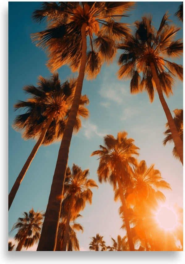 Palm trees