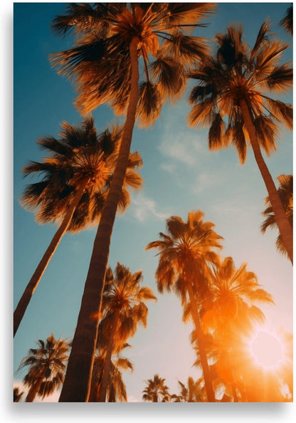 Palm trees