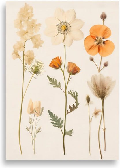 Pressade blommor – Vit blomma och orange vallmo – poster
