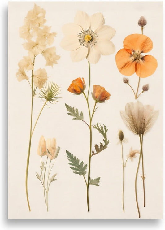 Pressade blommor – Vit blomma och orange vallmo – poster