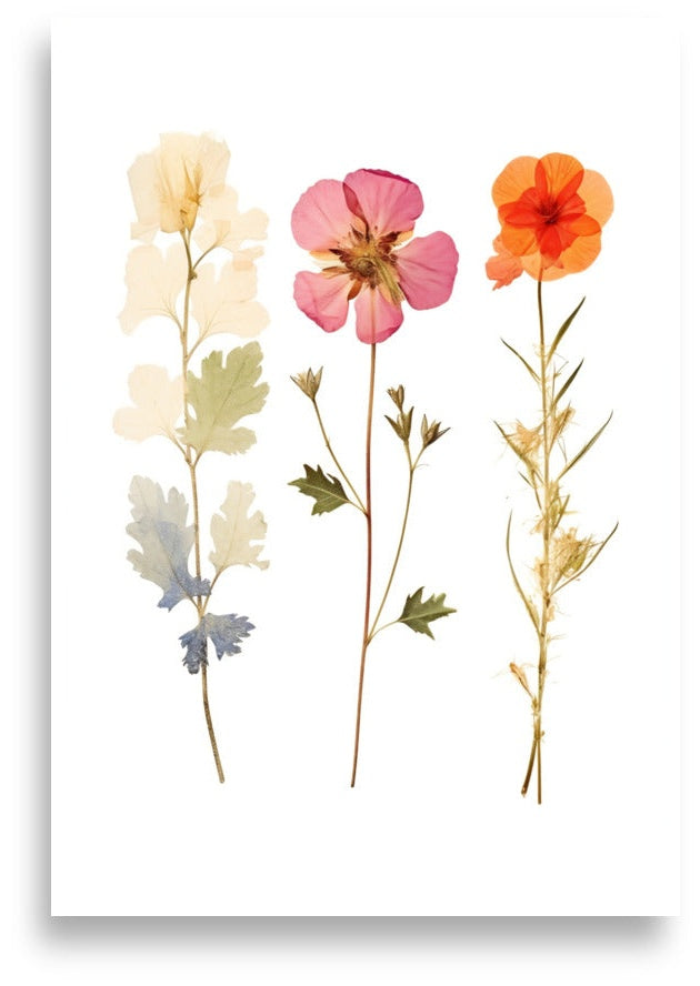 Pressade blommor – Vit, rosa och orange trio